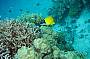 2 Day/ 1 Night  Live aboard Referral (not for certified divers or snorkelers) on MV Kangaroo Explorer