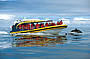 Bruny Island Cruises - Yellow Boats