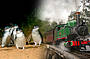 Puffing Billy and Penguins
